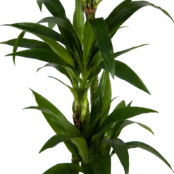 Dracaena Janet Craig - Op Stam - Drakenbloedboom - P24 H140 - Kamerplant -Decor Verkoop dracaena janet craig op stam drakenbloedboom p24 h140 kamerplant 3