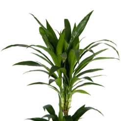 Dracaena Janet Craig - Op Stam - Drakenbloedboom - P24 H140 - Kamerplant -Decor Verkoop dracaena janet craig op stam drakenbloedboom p24 h140 kamerplant 4