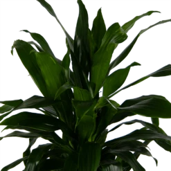 Dracaena Janet Craig - Vertrakt - Drakenbloedboom - P24 H110 - Kamerplant -Decor Verkoop dracaena janet craig vertrakt drakenbloedboom p24 h110 kamerplant 4