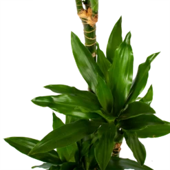 Dracaena Janet Lind - Op Stam - Drakenbloedboom - P21 H100 - Kamerplant -Decor Verkoop dracaena janet lind op stam drakenbloedboom p21 h100 6 1