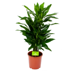 Dracaena Janet Lind - Vertakt - Drakenbloedboom - P21 H80 - Kamerplant