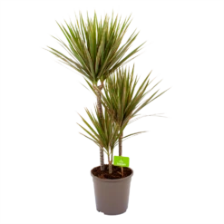 Dracaena Marginata Bicolor - Op Stam - Drakenbloedboom - P24 H120 - Kamerplant