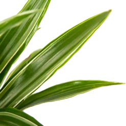 Dracaena White Stripe - Op Stam - Drakenbloedboom - P21 H100 - Kamerplant -Decor Verkoop dracaena white stripe op stam drakenbloedboom p21 h100 6 1