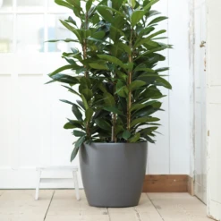 Bloempot Elho Brussels Rond 47cm - Met Wielen - Antraciet 5 Bloempot Elho Brussels Rond 47cm - Met Wielen - Antraciet -Decor Verkoop elho brussels rond wielen 47 grijs bloempot 7 7