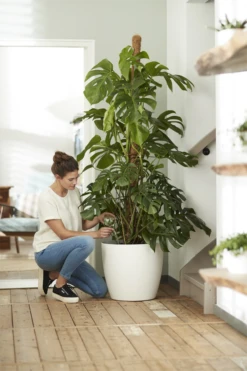 Bloempot Elho Brussels Rond 47cm - Met Wielen - Wit -Decor Verkoop elho brussels rond wielen 47 wit bloempot 7 7