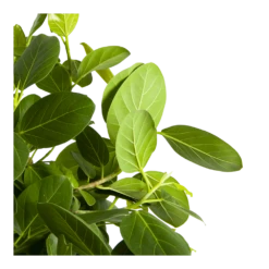 Ficus Benghalensis Audrey Op Stam - Groene Vijg - P31 H120 - Kamerplant -Decor Verkoop ficus benghalensis audrey op stam groene vijg p31 h120 3