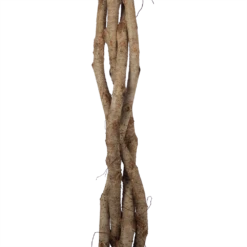 Ficus Benjamina Exotica Op Gevlochten Stam - Treurvijg - P27 H140 - Kamerplant -Decor Verkoop ficus benjamina exotica op gevlochten stam treurvijg p27 h140 6