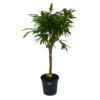 Ficus Binnendijkii Amstel King Op Stam - Treurvijg - P31 H140 - Kamerplant