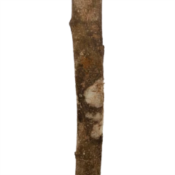 Ficus Binnendijkii Amstel King Op Stam - Treurvijg - P31 H140 - Kamerplant -Decor Verkoop ficus binnendijkii amstel king op stam treurvijg p31 h140 6