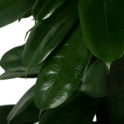 Ficus Cyathistipula - Groene Vijg - Op Zuil - P29 H150 - Kamerplant -Decor Verkoop ficus cyathistipula groene vijg op zuil p29 h150 5