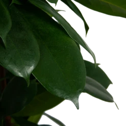 Ficus Cyathistipula - Groene Vijg - Op Zuil - P29 H150 - Kamerplant -Decor Verkoop ficus cyathistipula groene vijg op zuil p29 h150 6