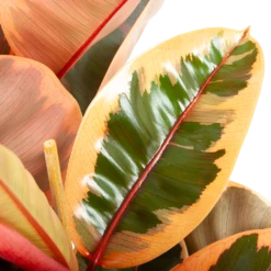 Ficus Elastica Belize - Rubberboom - P27 H100 - Kamerplant -Decor Verkoop ficus elastica belize rubberboom p27 h100 6