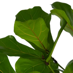 Ficus Lyrata Vertakt - Tabaksplant - P27 H140 - Kamerplant -Decor Verkoop ficus lyrata vertakt tabaksplant p27 h140 kamerplant 4