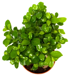 Ficus Microcarpa Ginseng - Bonsai - P17 H40 - Kamerplant -Decor Verkoop ficus microcarpa ginseng bonsai p17 h40 6