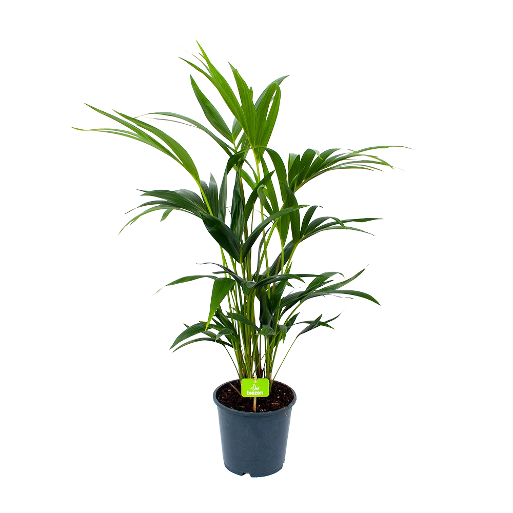 Kentiapalm - Howea Forsteriana - P19 H80 - Kamerplant 1 Kentiapalm - Howea Forsteriana - P19 H80 - Kamerplant