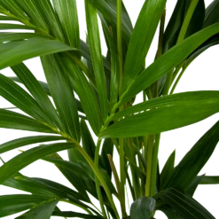 Kentiapalm - Howea Forsteriana - P19 H80 - Kamerplant 6 Kentiapalm - Howea Forsteriana - P19 H80 - Kamerplant -Decor Verkoop kentiapalm howea forsteriana p19 h80 6