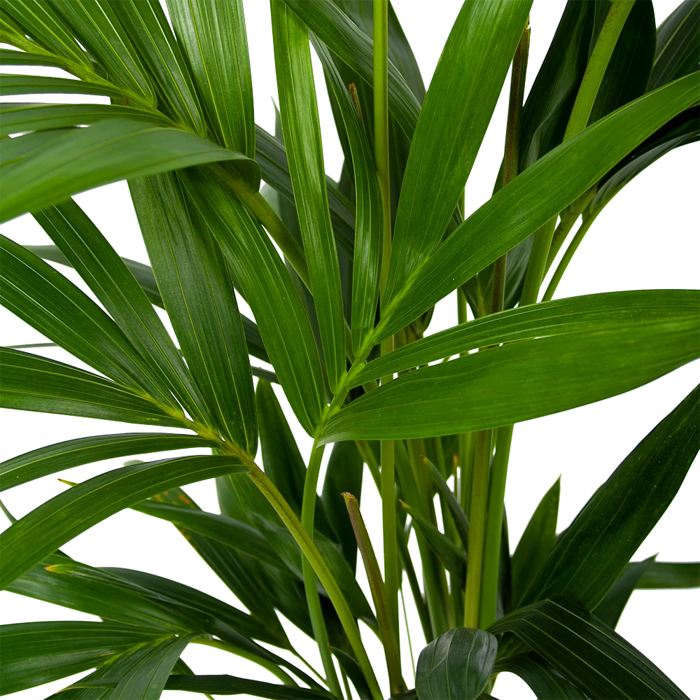 Kentiapalm - Howea Forsteriana - P19 H80 - Kamerplant 3 Kentiapalm - Howea Forsteriana - P19 H80 - Kamerplant - Afbeelding 3