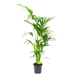 Kentiapalm - Howea Forsteriana - P21 H140 - Kamerplant