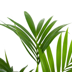 Kentiapalm - Howea Forsteriana - P24 H130 - Kamerplant -Decor Verkoop kentiapalm howea forsteriana p24 h130 6