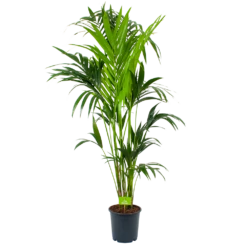 Kentiapalm - Howea Forsteriana - P24 H170 - Kamerplant