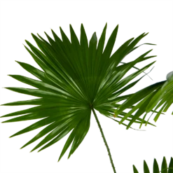 Livistona Rotundifolia - Chinese Schermpalm - P24 H100 - Kamerplant -Decor Verkoop livistona rotundifolia chinese schermpalm p24 h100 kamerplant 3