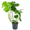 Monstera Deliciosa - Gatenplant - P24 H100 - Kamerplant
