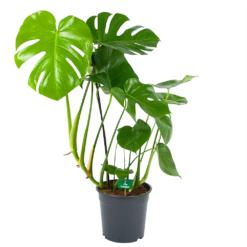 Monstera Deliciosa - Gatenplant - P24 H100 - Kamerplant