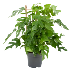Monstera Minima Met Rekje Gatenplant P17 H65 - Kamerplant