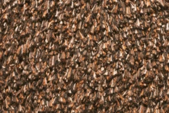 Natuflex Droogloopmat - 80x50cm - Donker Bruin - Deurmat -Decor Verkoop natuflex droogloopmat donker bruin deurmat 3