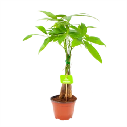 Pachira Aquatica - Geldboom - P12 H45 - Kamerplant