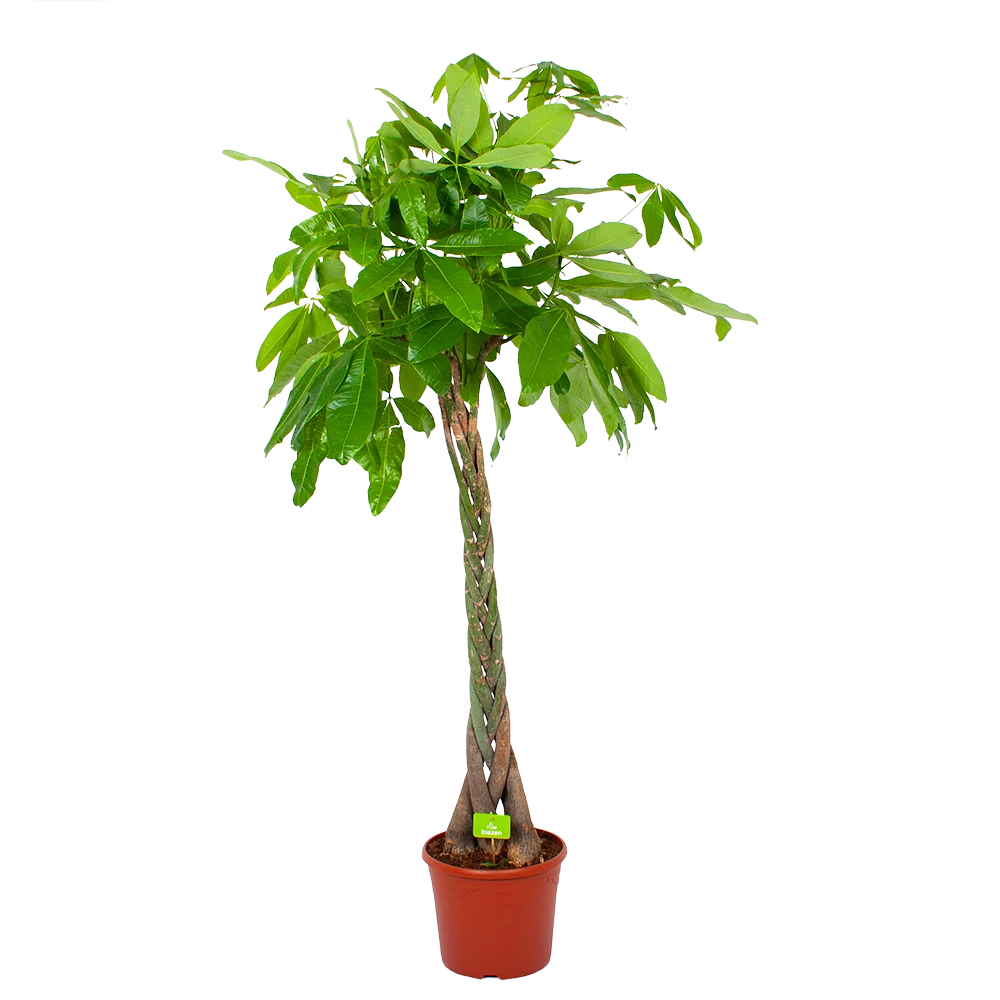 Pachira Aquatica - Geldboom - P35 H190 - Kamerplant 1 Pachira Aquatica - Geldboom - P35 H190 - Kamerplant