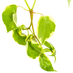 Peperomia Scandens Variegata - In Hangpot - P17 H30 - Kamerplant -Decor Verkoop peperomia scandens variegata in hangpot p17 h30 6