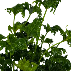 Philodendron Atlantis - P21 H75 - Kamerplant -Decor Verkoop philodendron atlantis p21 h75 kamerplant 4