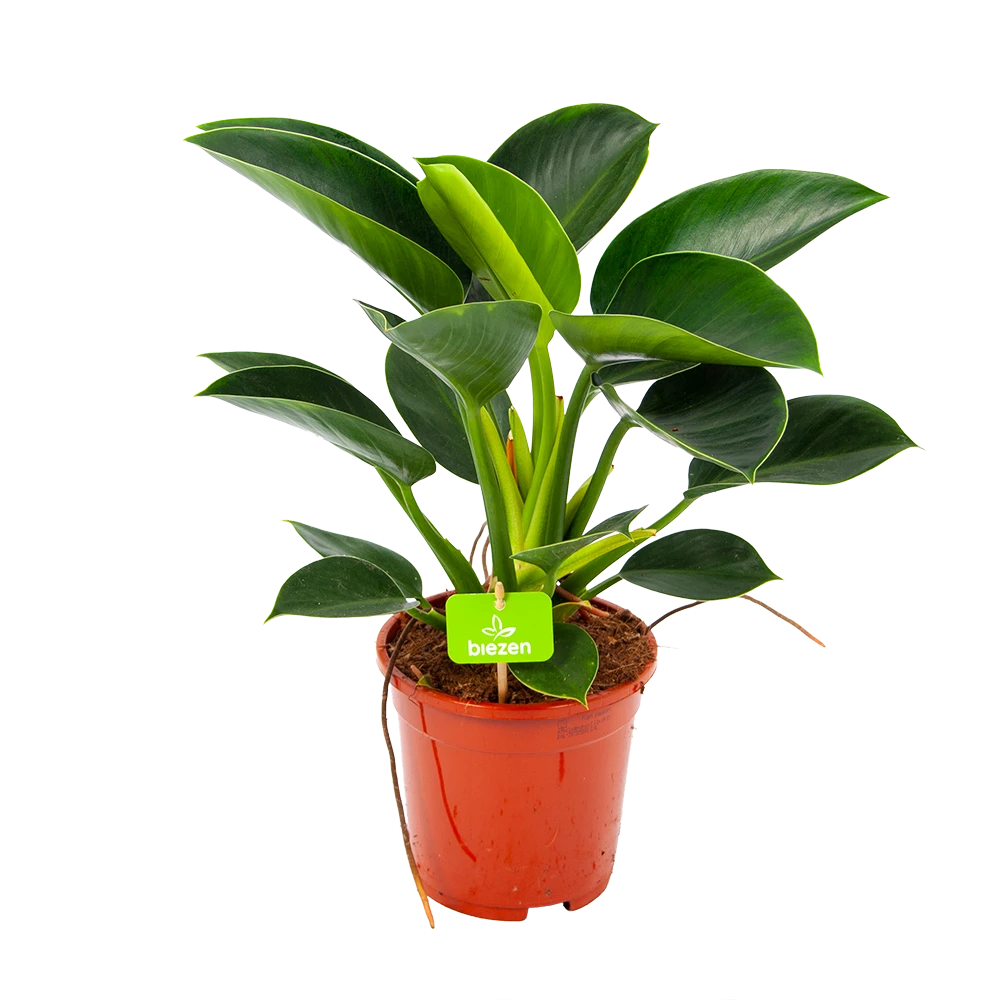 Philodendron Green Princess - P17 H50 - Kamerplant 1 Philodendron Green Princess - P17 H50 - Kamerplant