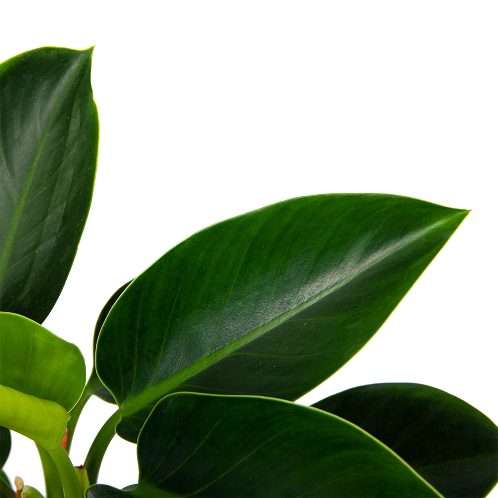 Philodendron Green Princess - P17 H50 - Kamerplant 3 Philodendron Green Princess - P17 H50 - Kamerplant - Afbeelding 3