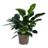 Philodendron Green Princess - P21 H70 - Kamerplant