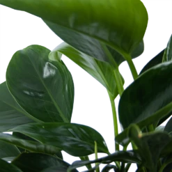 Philodendron Green Princess - P21 H70 - Kamerplant -Decor Verkoop philodendron green princess p21 h70 6