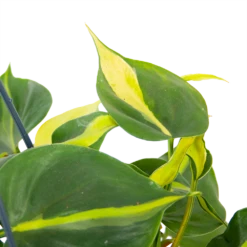 Philodendron Scandens Brasil - In Hangpot - P14 H35 - Kamerplant -Decor Verkoop philodendron scandens brasil in hangpot p14 h35 6 1