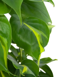 Philodendron Scandens Brasil Op Mosstok - P17 H75 - Kamerplant -Decor Verkoop philodendron scandens brasil op mosstok p17 h75 6 1