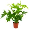 Philodendron Selloum Little Hope - P19 H75 - Kamerplant