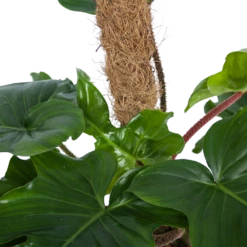 Philodendron Squamiferum Piramide Op Mosstok - P24 H70 - Kamerplant -Decor Verkoop philodendron squamiferum piramide op mosstok p24 h70 6