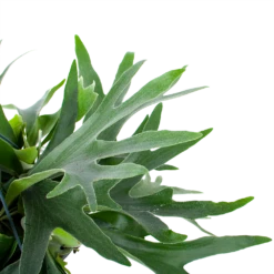 Platycerium Bifurcatum - Hertshoornvaren - In Hangpot - P21 H60 - Kamerplant -Decor Verkoop platycerium bifurcatum hertshoornvaren in hangpot p21 h60 6