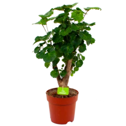 Polyscias Fabian - Aralia - P19 H65 - Kamerplant