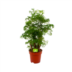 Polyscias Hawaiiana Ming - Aralia - P19 H65 - Kamerplant