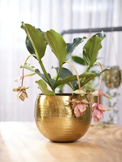 Bloempot Kody - D17 X H16cm - Goud -Decor Verkoop pot kody gold d17 h16 bloempot 7 11