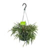Rhipsalis Baccifera - In Hangpot - P17 H40 - Kamerplant