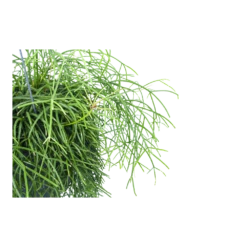 Rhipsalis Cassutha - Koraalcactus - In Hangpot - P17 H40 - Kamerplant -Decor Verkoop rhipsalis cassutha koraalcactus in hangpot p17 h40 5