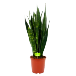 Sansevieria Black Coral - Vrouwentong - P21 H80 - Kamerplant