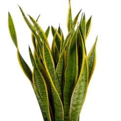 Sansevieria Laurentii - Vrouwentong - P30 H110 - Kamerplant -Decor Verkoop sansevieria laurentii vrouwentong p30 h110 kamerplant 3
