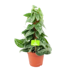 Scindapsus Pictus Silvery Ann Op Mosstok - Epipremnum - P15 H60 - Kamerplant